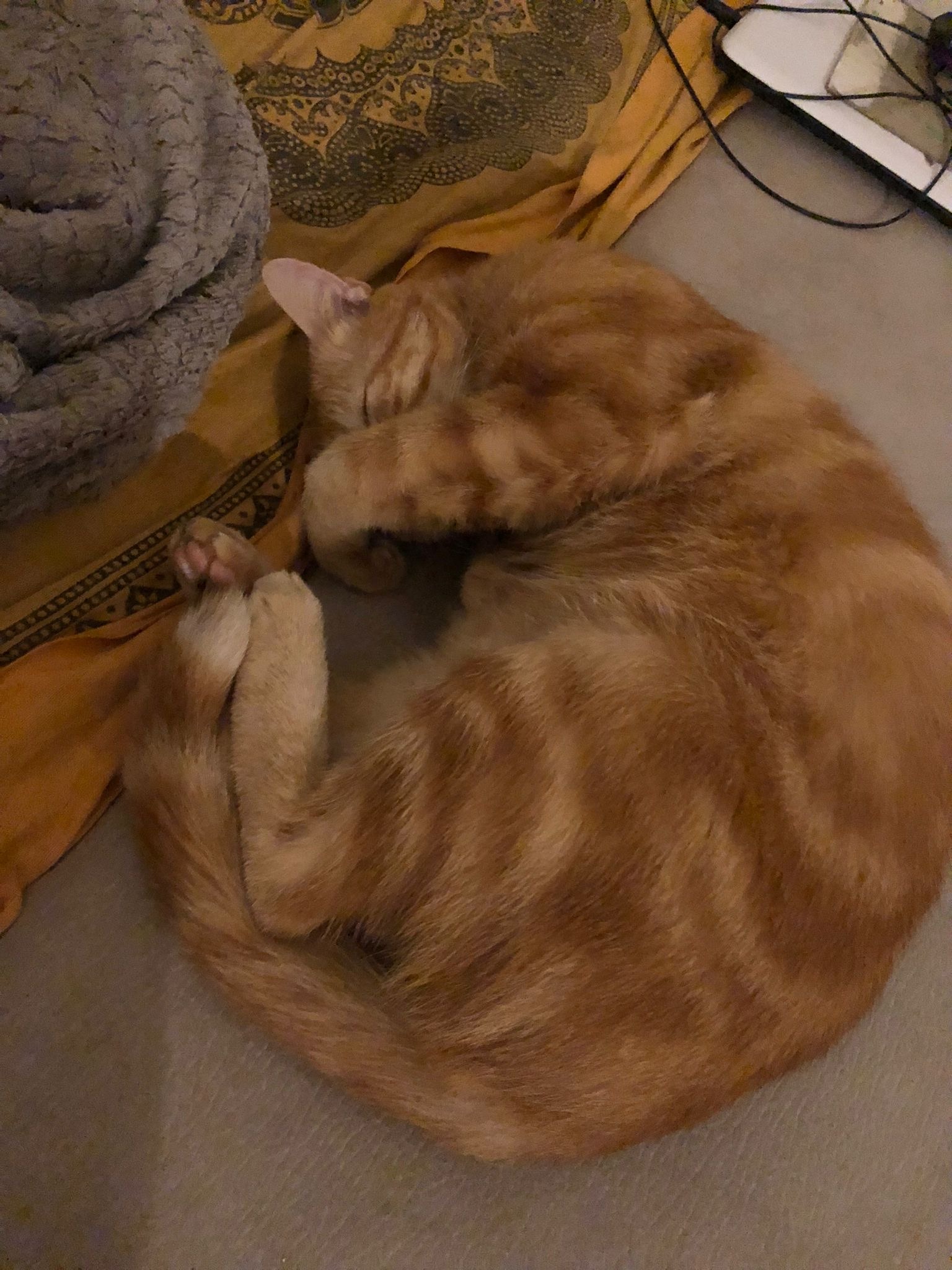 Ted - Bussigny - Vaud | Speed Dating