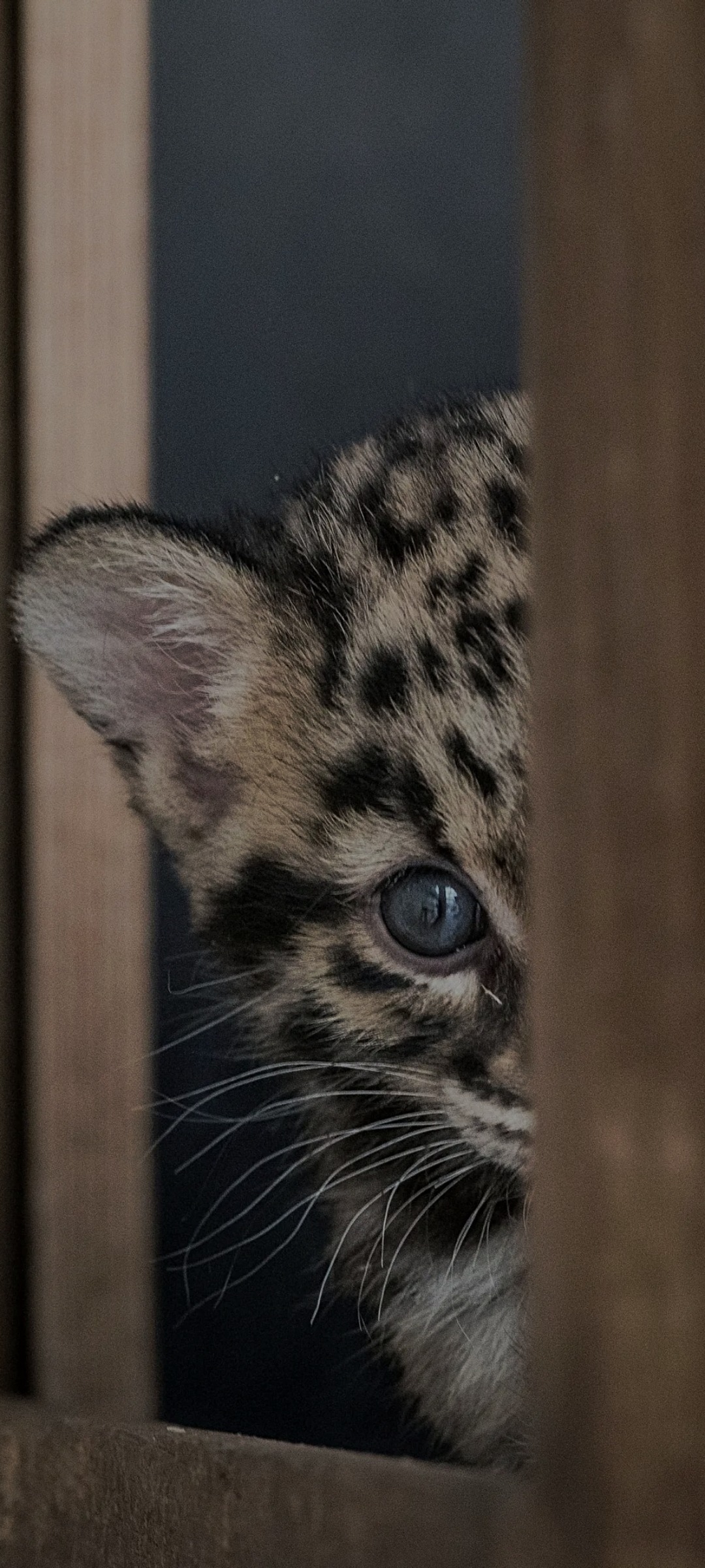 Kerem - La Vernaz (Les Agettes) - Valais | Speed Dating